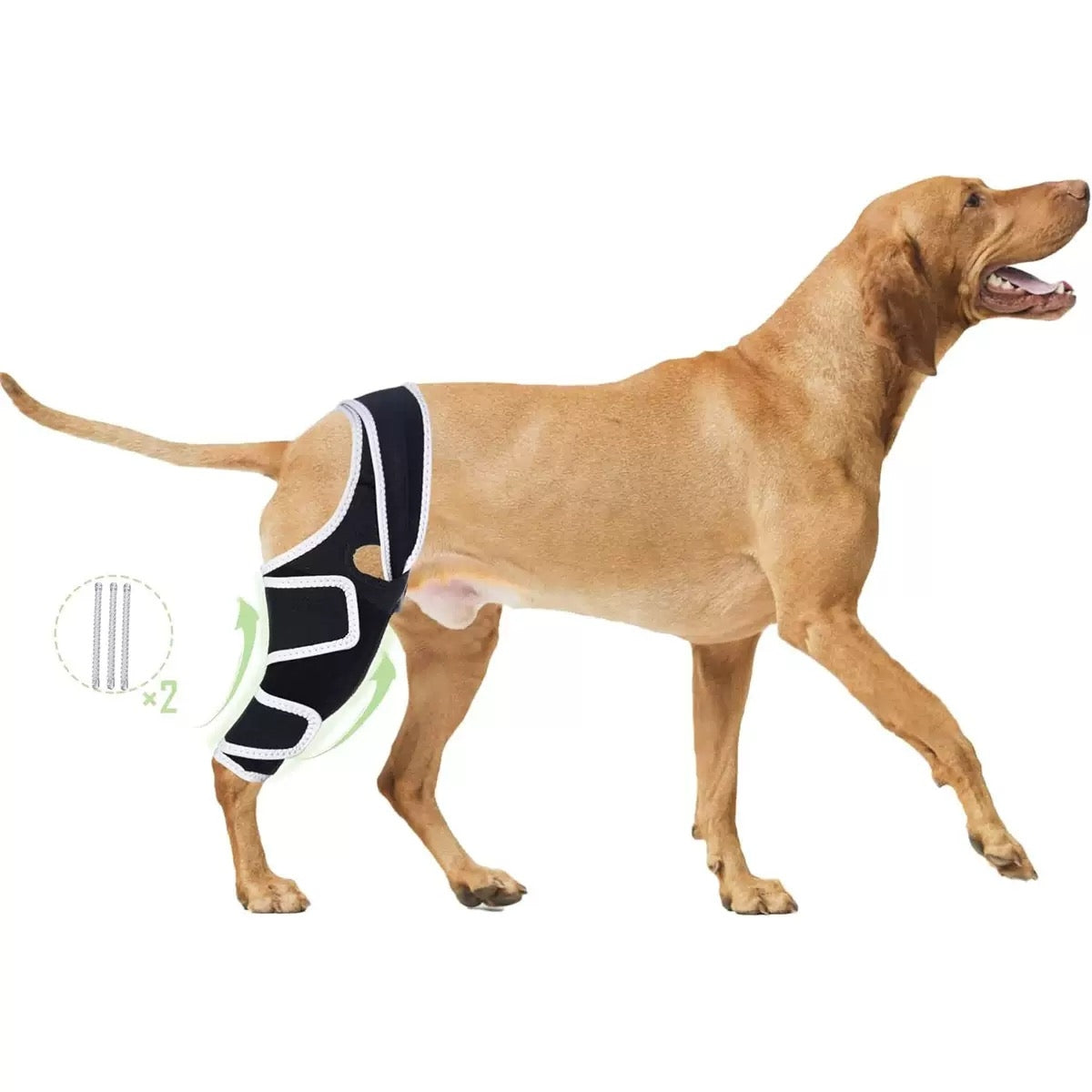 Dog wearing a black and white knee brace on a white background